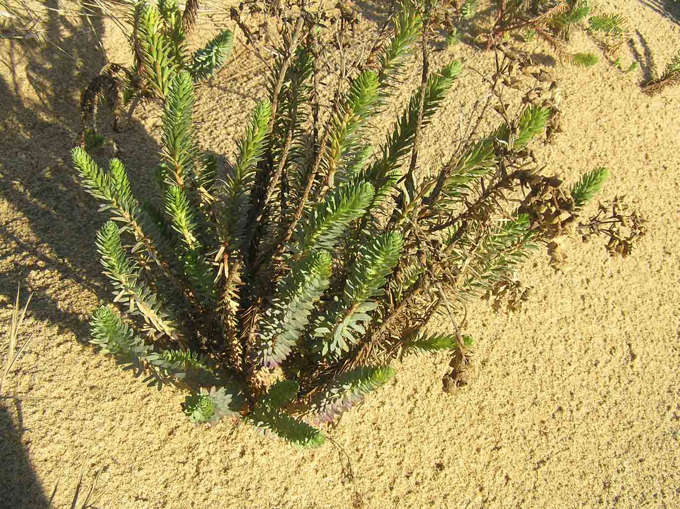 Euphorbia paralias